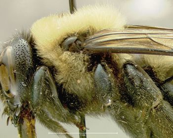 Media type: image;   Entomology 610038 Aspect: thorax lateral